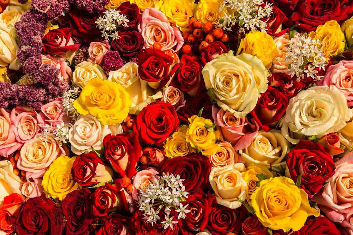 Tending to Rose Gardens in National Rose Month | Best Pick Reports